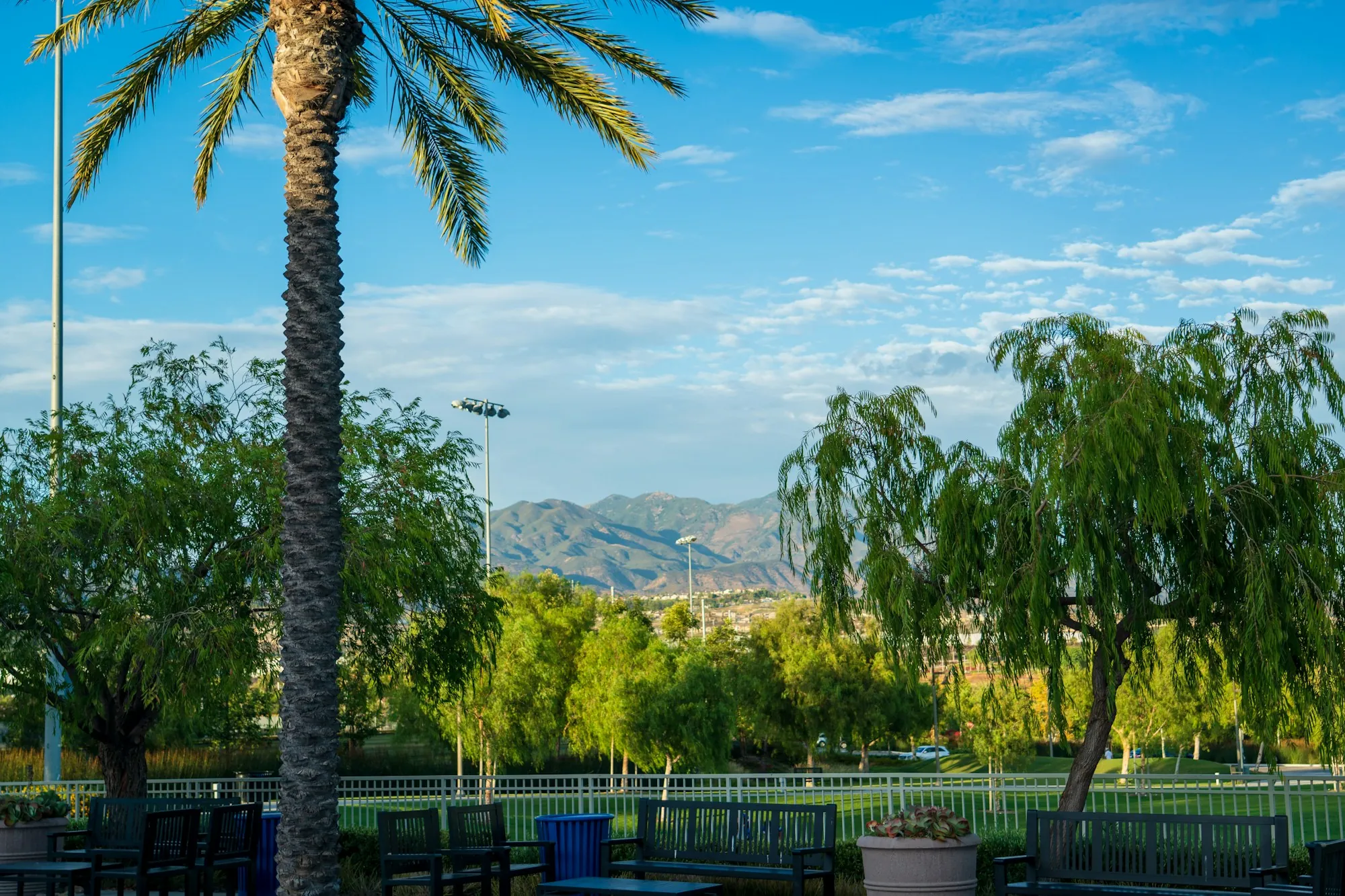 Palm tree, willow trees and a park with mountains on the horizon under a blue sky